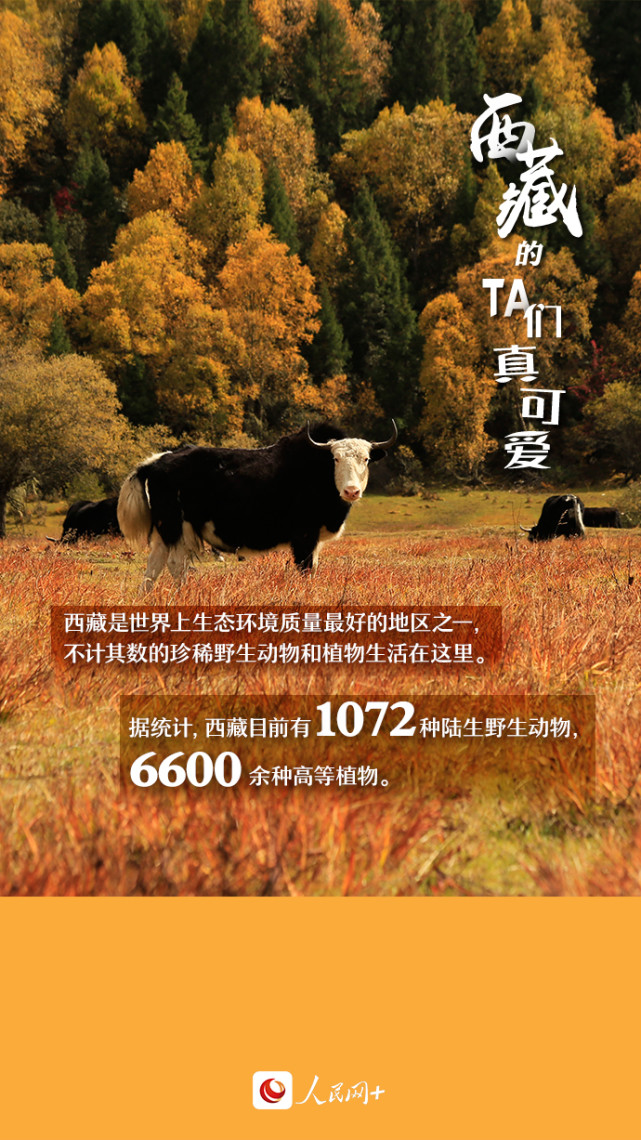 近距離觀察西藏“萌物”，走起！